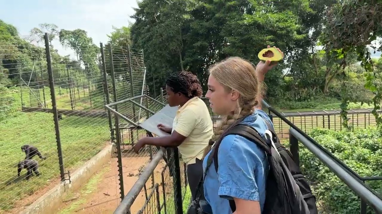 Ngamba Island Chimpanzee Sanctuary Dinnertime