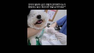 강아지 발바닥 습진
