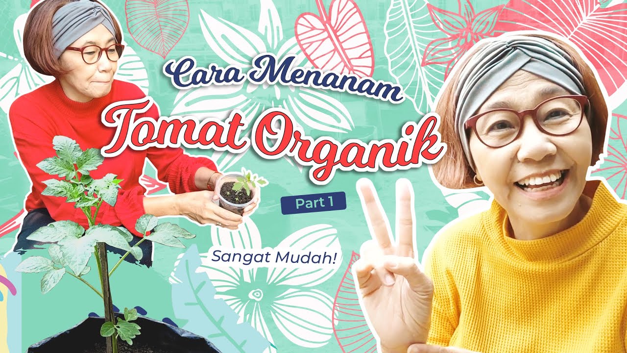 Sangat Mudah! Cara Menanam Tomat Organik | Part 1 