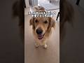 ゴールデンレトリバーの可愛いところ #ゴールデンレトリバー #大型犬のいる生活 #大型犬と子供 #goldenretreiver