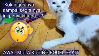 Astaghfirullah, Baru Kali ini Lihat Kucing Sakit Ingus nya Aneh || YANG TDK KUAT JIJIKAN SKIP SAJA 🙏 by Sahabat Meongers 1,128 views 2 weeks ago 9 minutes, 51 seconds