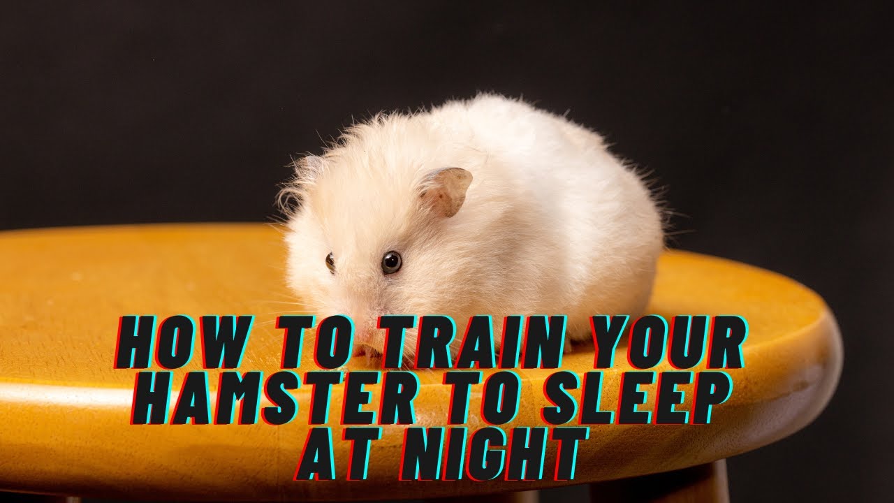 How to Train Your Hamster to Sleep at Night: Techniques and Tips