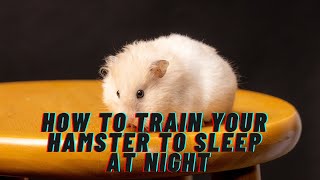 How To Train Your Hamster To Sleep At Night Techniques And Tips