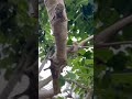 One Fig Tree, 30 Different Fig Varieties! Amazing Bud Grafting Explained 🌳🍈