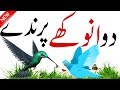 Bird Facts And Information | Rare Birds | Facts About Bird | Information About Bird | Hidden Secrets