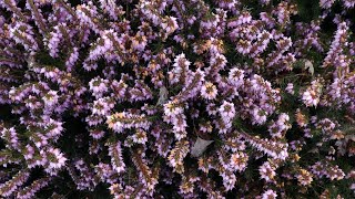 Chit Chat - Beach Weather