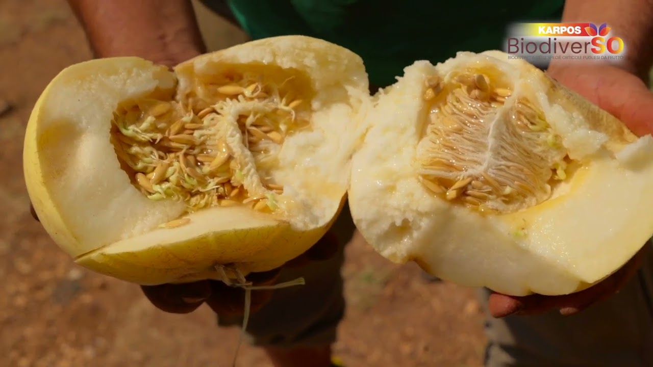 Da tre generazioni, i meloni antichi che finiscono in cucina