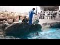 長崎ペンギン水族館 ペンギンショー の動画、YouTube動画。