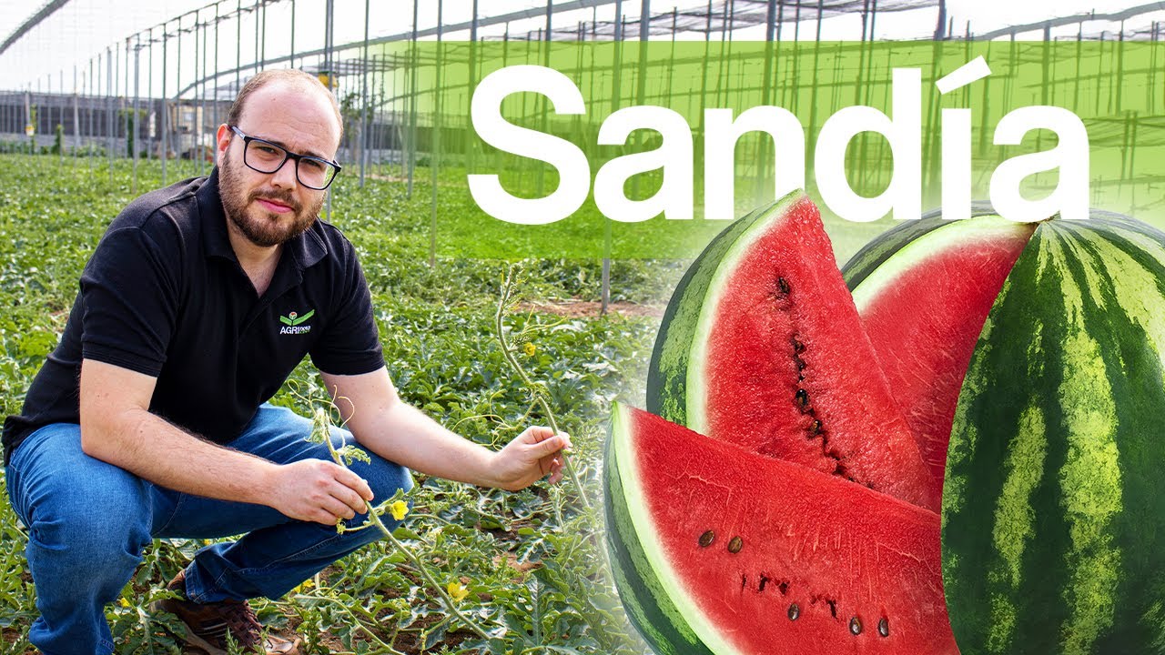 Cultivo de sandía y aplicación de productos de AGRI nova Science