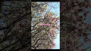 Flowers bloom 🌸🌸🌸 #explorenyc  #springtime #chasingflowers