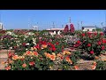 2020/05/14　よしうみバラ公園　満開です！　～愛媛県今治市～