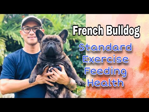 Video: Paano Maghilom Ng French Bulldogs