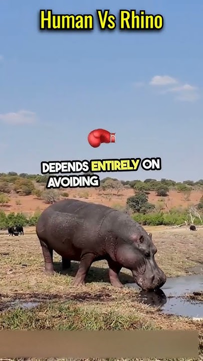 Can A Human Beat A Rhino shorts science facts YouTube can-a-human-beat-a-rhino-shorts-science-facts-youtube
