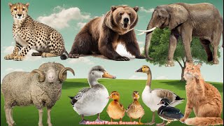 Happy Animal Moment, Familiar Animal Sounds: Duckling, Bear, Cheetah, Goose, Goat - Music For Relax