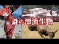 【ゆっくり解説】謎の漂流生物と漂流物『ミステリー』