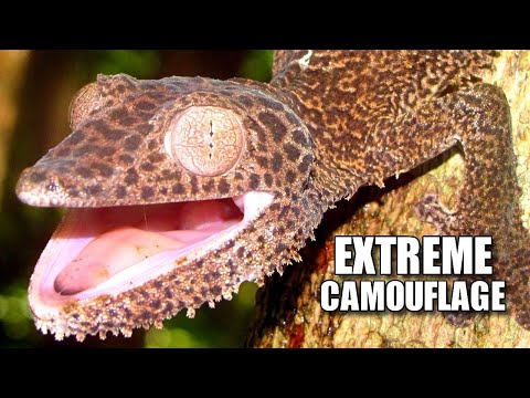 Video: Leaf-tailed gecko: habitat, reproduction, species features and description with photo