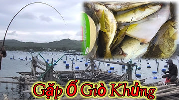 @vuongfishing86 | câu cá biển | săn cá giò dép bè phú dương _ sông cầu