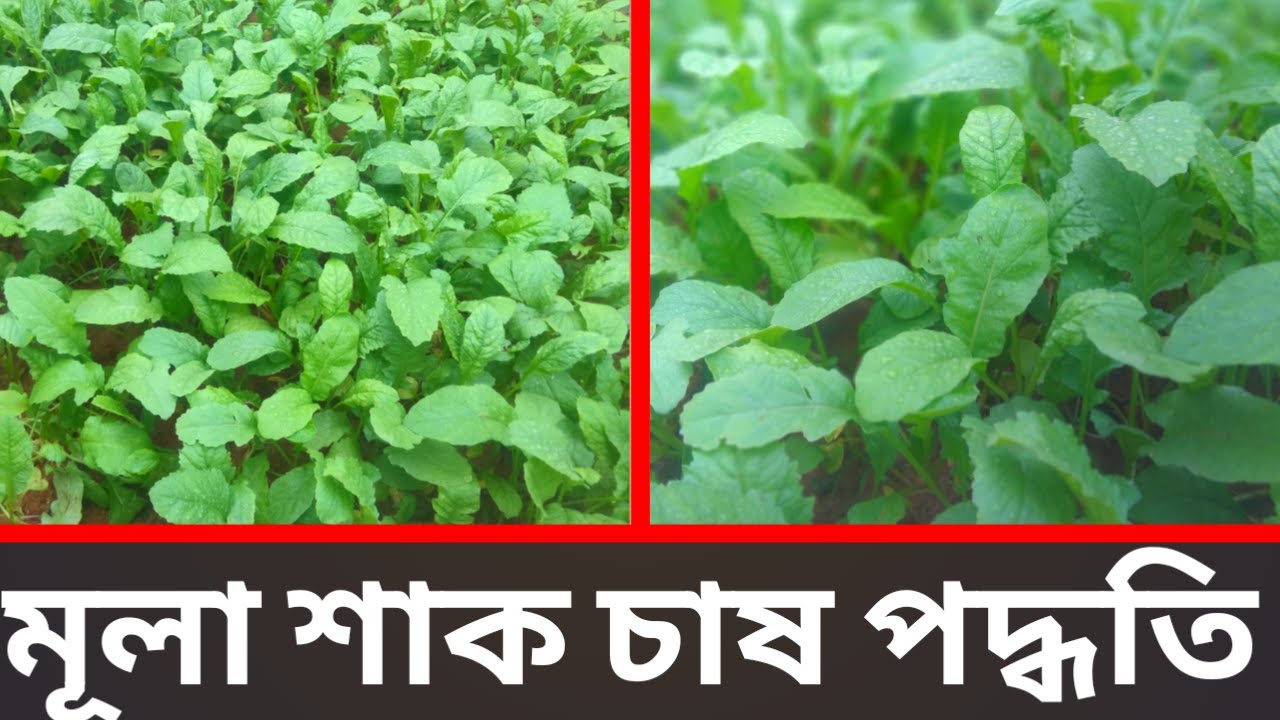মূলা চাষ পদ্ধতি || Radish Cultivation || Mula Cash Poddhoti || Agriculture