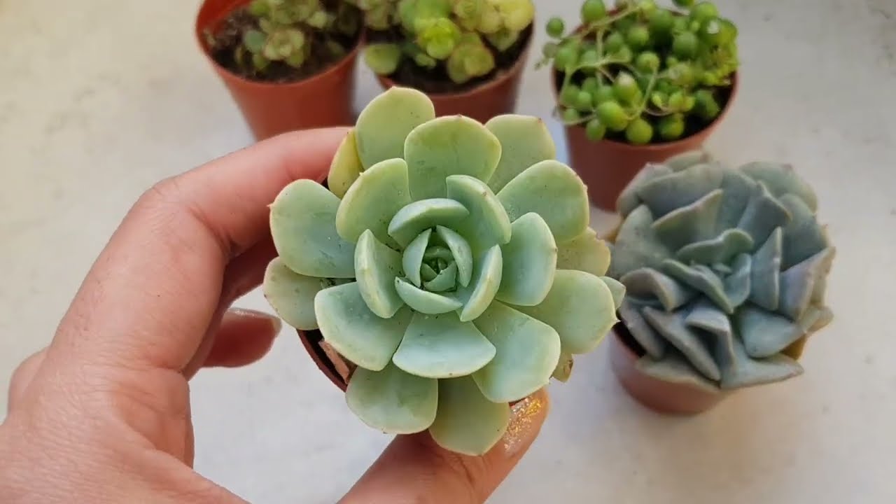 HARİKA SUKULENTLER BİR ARADA / SUKULENT EKİM DİKİMİ YAPTIM