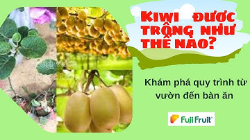 "Kiwi được trồng như thế nào? Khám phá quy trình từ vườn đến bàn ăn" #kiwi #hoaqua #traicay #food