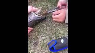 Shocking big fish removed from a larger fish.