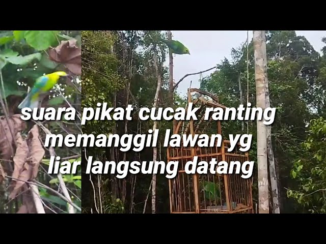 pikat cucak ranting gacor gak lama yg liar melawan turun, cocok masteran burung bahan calon pikat class=