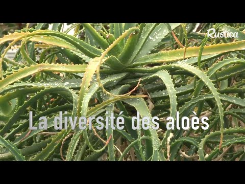 Vidéo: Espèces D'aloès