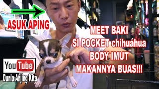 Bodi Imut Tapi Makannya Buas  Baki Pocket Chihuahua