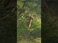Anticosti island deer hunt