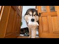 Guilty Dog Reacts To being Caught!