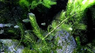 Fishes In The Ocean - Free Stock Creative Commons Video screenshot 2