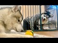 【ハロウィン】ハスキー犬に扮して愛犬に近づいたら飼い主だと気付くのか?!→思いもよらない展開にwww