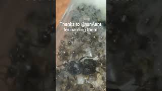 Update and naming my pheidole noda colony!! #ants#antkeeping #antkeeper