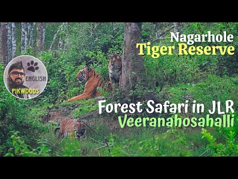 Vídeo: Parc nacional i reserva de tigres de Nagarhole: una guia completa