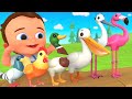 Little baby boygirl learn birds names  diy assemble birds body parts  kids educational toys 2023