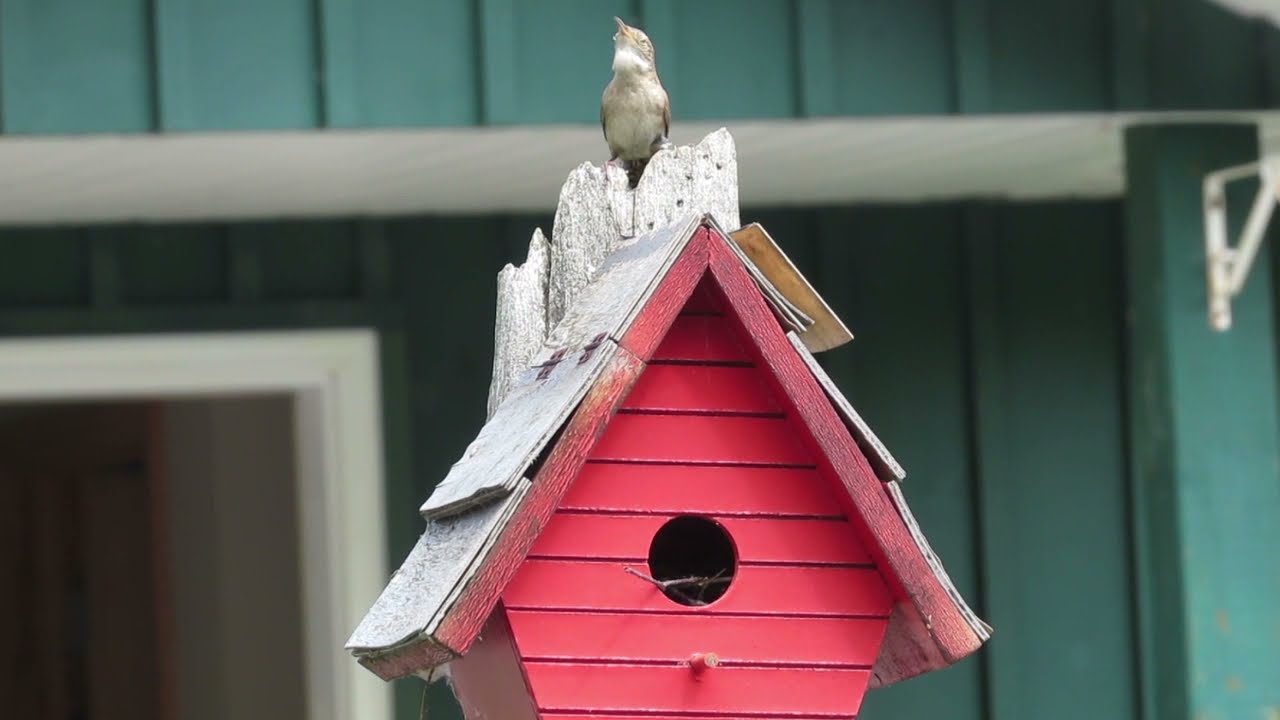 House Wren sounds YouTube