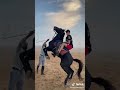شوفو عمر الكروان وهو بيقع من على الحصان 