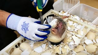 ⭕️ Artificial assistance for ostrich hatching#Live&Streaming🦤
