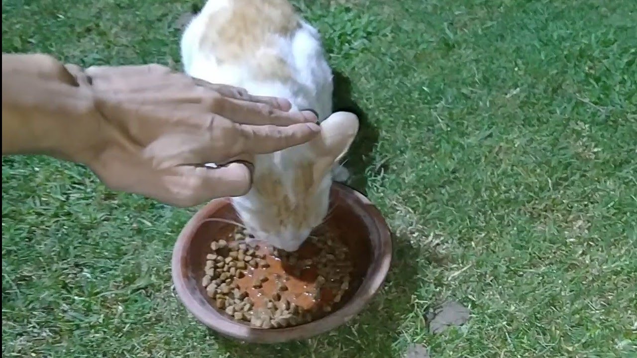 Trying To Touch Feral Cat For The First Time YouTube