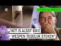 EMMA WORDT GESTOKEN DOOR EEN HOORNAAR! |  Steken en Prikken #8 | NPO Zapp