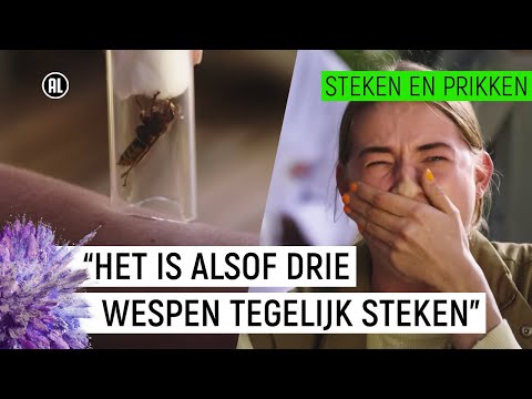 Video: 10 Gezondheidsproblemen Alle eigenaren van kleine honden moeten weten