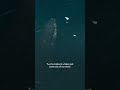 Humpbacks Vs Orcas Humpbacks Vs Orcas