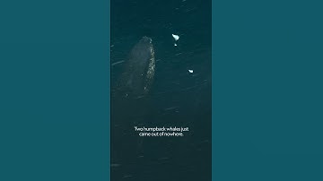 Humpbacks vs. Orcas