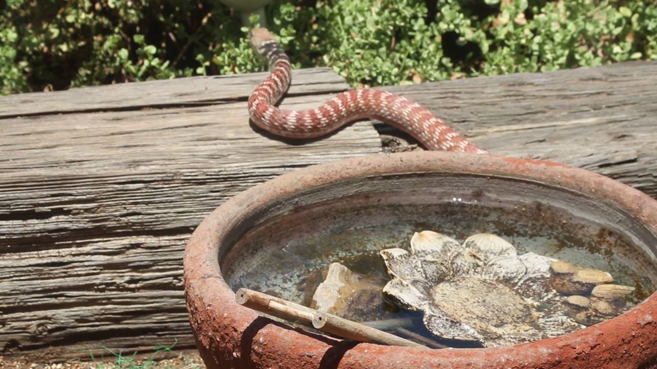 Red Racer Snake drinking water - YouTube