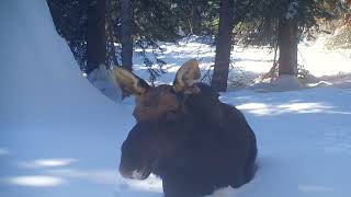 Moose in Deep Snow