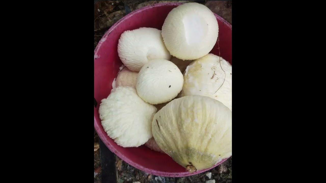 Laman Ng Niyog Masarap Kainin tawag Sa province Ay buwa YouTube laman-ng-niyog-masarap-kainin-tawag-sa-province-ay-buwa-youtube