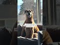 Gentle giant dog 🧡 #rhodesianridgeback