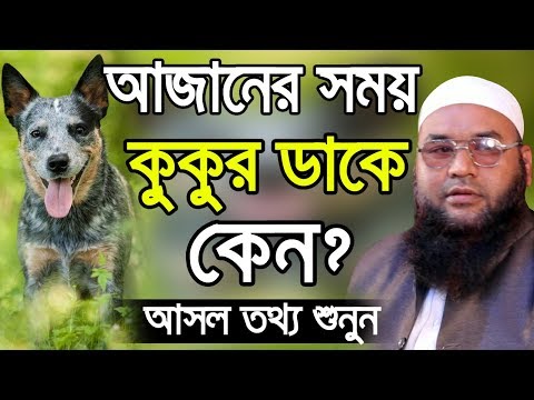 ভিডিও: কুকুরের কি সময় আছে?