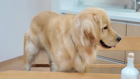 予告【切り抜き】結婚記念日にチュウチュウ王国へ行く！