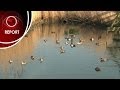 ELN - Nature reserves should quack not frack | Energy Live News